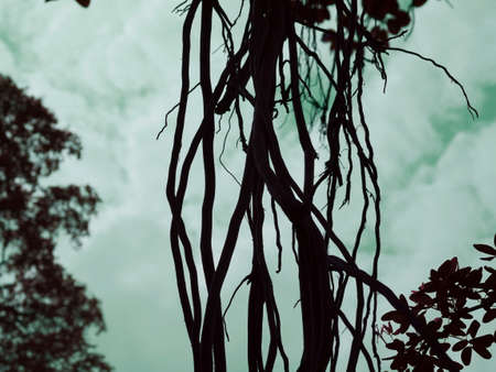 Tree roots wood falling down around forest area with sky turquoise frameworkの写真素材