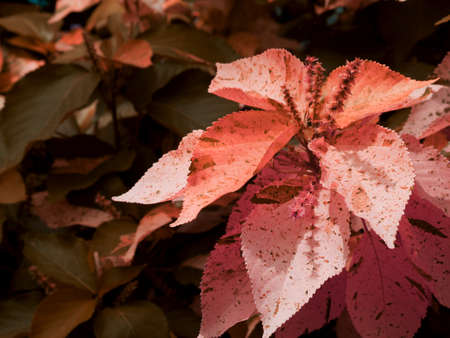 Beautiful color leaves scene presented for background natureの写真素材