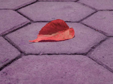 Pink color single leaf isolate on cemented brick floor surface for nature presentationの写真素材