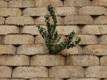 Green plant growth at cement constructed brick wall architecture background