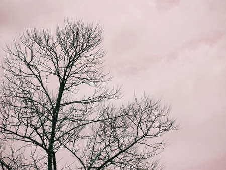 Dry tree without leaves isolated on sky white background