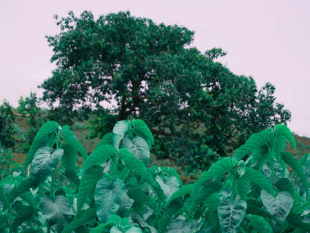 Green leaves nature presentation around forest field.