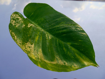 Green money plant isolate with water drop on glass surface.の写真素材