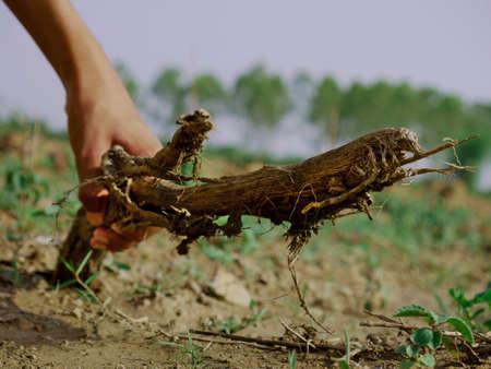 Dead wood picking on hand at horizontal soil field forest area.の写真素材