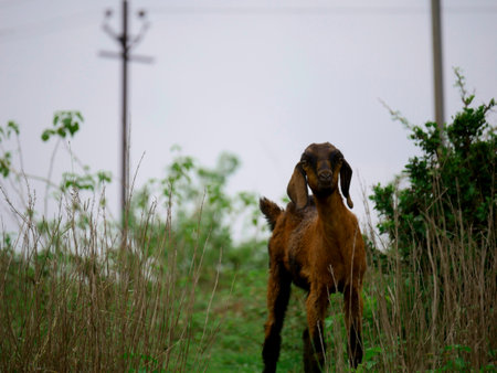 Baby goat standing alone on green forest field.の写真素材