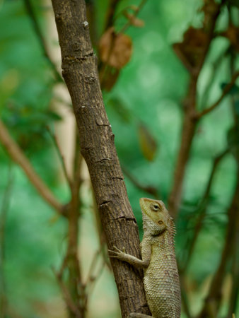 Chameleon climbing on wood stick at garden background, portable frame image.の写真素材