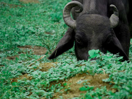 healthy buffalo eating green grass at forest area, Mammals eating concept.