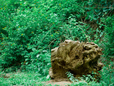 Wood log piece presented on green natural leaves background.の写真素材