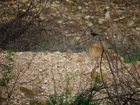 Black bird seating upon thorn wood structure at mountain sideの写真素材