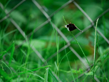 Black and white dragonfly insect seating upon grass leaf on blur net background.の写真素材