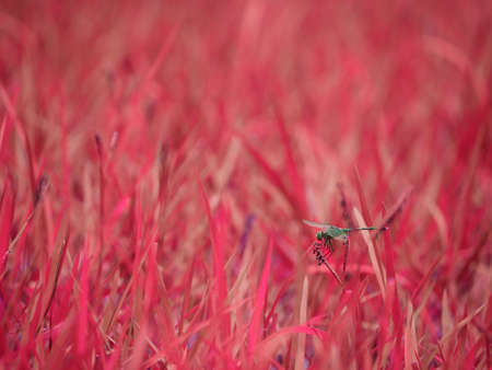 Dragonfly insect seating upon pink grass leaves blur background.の写真素材