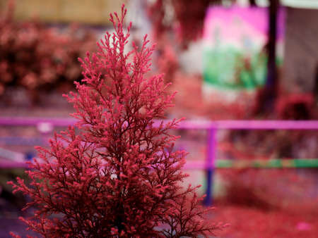Maroon color designer leaves closeup image at beautiful garden blur background.の写真素材