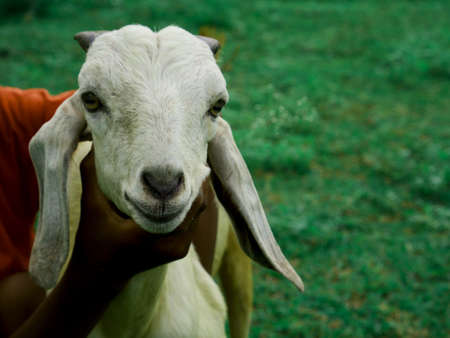 Boy holded baby goat face for presenting natural animal lifestyle concept.の写真素材