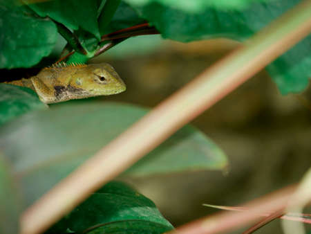Chameleon side pose around green leaves background, animal alone concept