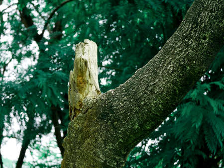 Cutting wood branch presented at green grass asian garden blur backdrop.の写真素材