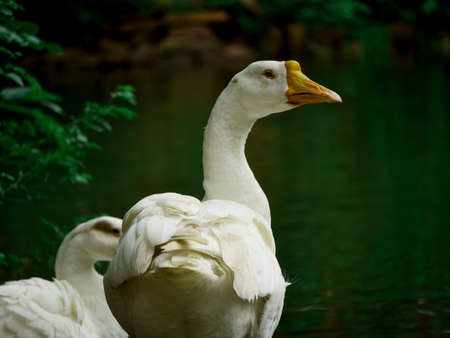 Duck looking on right side at beautiful natural lake water.の写真素材