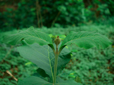 Long leaves green plant presented at natural grass asian park field.