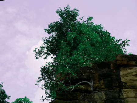 Tree growing on stone rocks at sky background.の写真素材