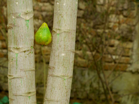 Papaya fruit presentation between two branches outdoor day light image.の写真素材