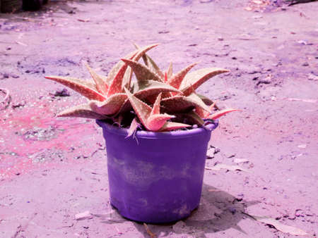 juicy cactus plastic pot presented at soil field, nature beauty image for commercial use.の写真素材