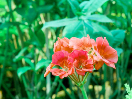 Orchid flowers in orange color presented with leaves blur background.の写真素材