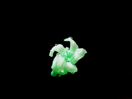Flying greenish papaya flower isolated on black background, Organic commercial image.の写真素材