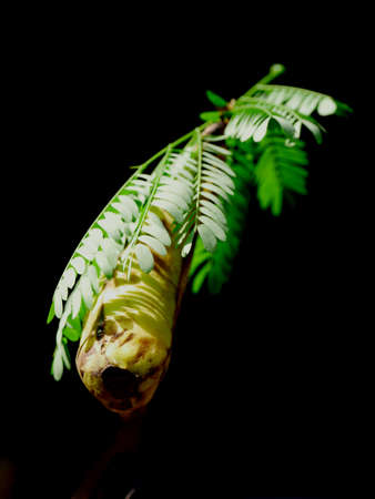 Yellowish apple view with green leaves isolated on black background, Organic commercial food image.の写真素材