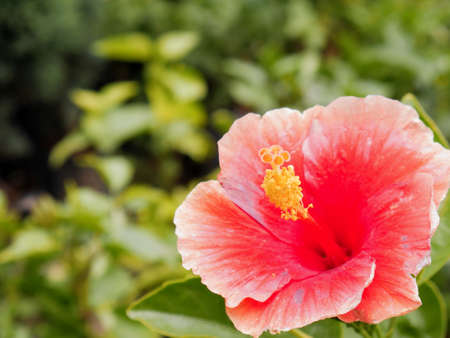 Hibiscus flower red color closeup view for natural background image.の写真素材