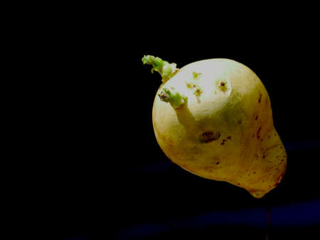 Growing potato on air isolated at black backdrop, Organic commercial food image.の写真素材