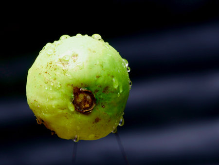 Yellowish guava on air isolated on Dark background, Organic commercial food image.の写真素材