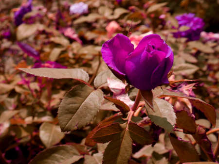 Purple rose flower presented with leaves at asian garden background.の写真素材