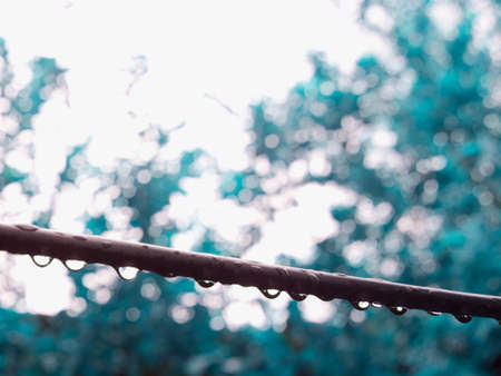 Water drops closeup on electric wire at sky leaves background on day time.の写真素材