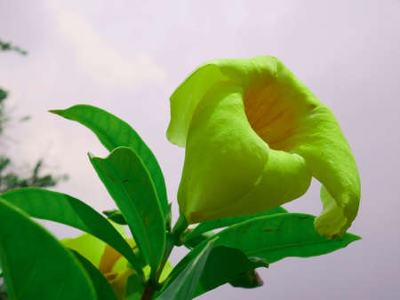 oleander flower yellow color presented with leaves on sky background.の写真素材
