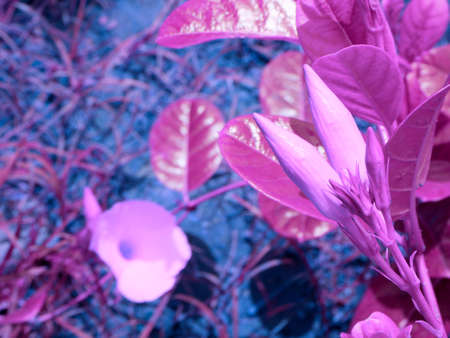 Seasonable purple color flower plant presented on park background.の写真素材