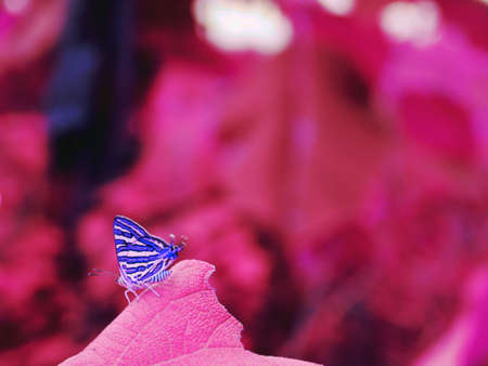 Blueish butterfly sitting upon purple leaf on blur natural background.