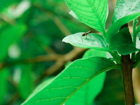 Black ant climbing on green leaf, insect wildlife natural background.の写真素材