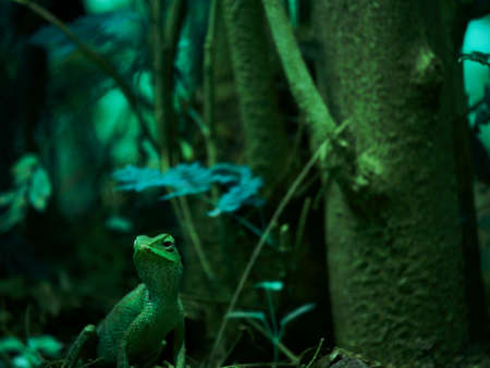 Indian chameleon view around tree wood, Creature wildlife presentation for commercial use.の写真素材