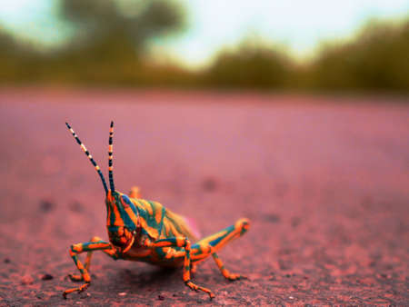 Asian Grasshopper presented on concrete field blur natural background, wildlife insect lifestyle concept image.の写真素材