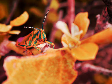Praying Mantis creature sitting between yellowish leaves, Wildlife insect lifestyle.の写真素材