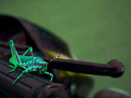 Grasshopper sitting upon motor bike handle, wildlife insect lifestyle concept image.の写真素材