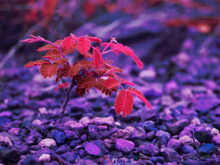 Small red leaves plant growing at stone field, Nature survival concept image.