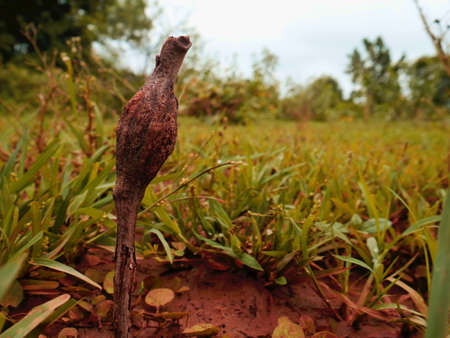 tiny Wooden trunk presented on green grass field around indian forest area.