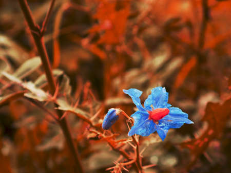 Blue and red mixed color asian tropical thorn leaf flower plant image, Nature commercial background with text space.の写真素材