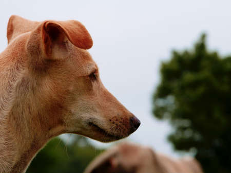 Dog right side face presented on blur tree with sky background, Animal lifestyle concept image.