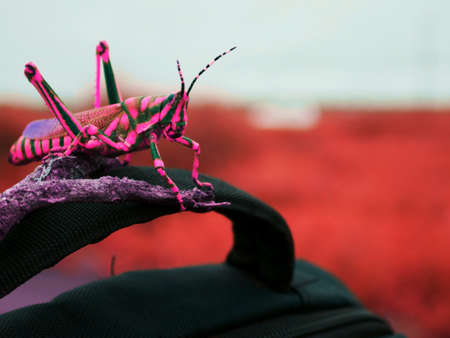 Indian Praying Mantis creature sitting upon tourist bag, Wildlife insect lifestyle.