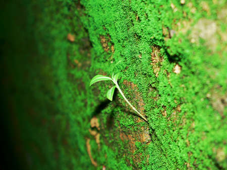 Small plant growing green wall nature background with side text space image.の写真素材
