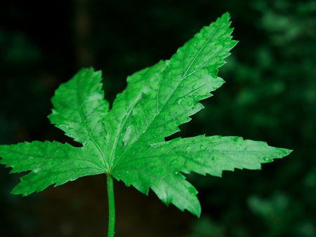 Five edge green leaf image, nature commercial background presenting on dark background.の写真素材