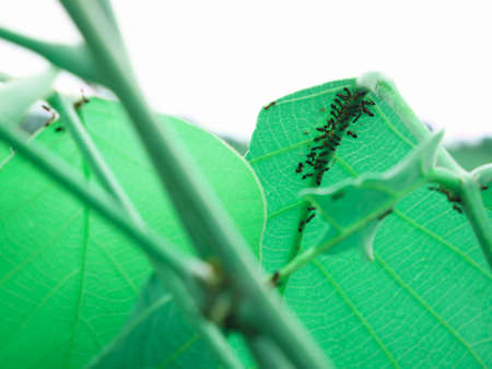 Group of ant image on leaf top corner frame shot, Nature background with text space, Indian insect...
