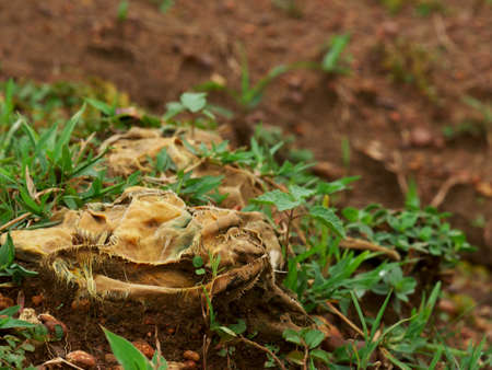 Dirty cloths lying on soil field, Nature pollution concept presented.