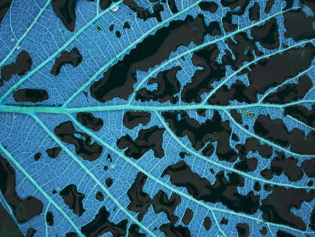Leaf lying on water presenting multiple holes with reflection, Nature commercial background.